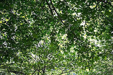 经典指向点击冒险解谜游戏《Amerzone：探险家的遗产》现已开启限免活动